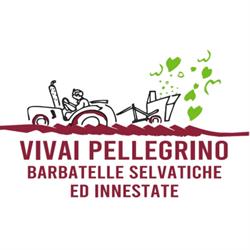 Vivai Pellegrino - Barbatelle Selvatiche ed Innestate