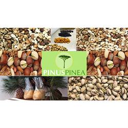 Pinus Pinea Vendita Pinoli e Frutta Secca Ingrosso e Dettaglio