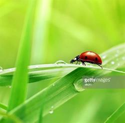 Nido Famiglia La Coccinella