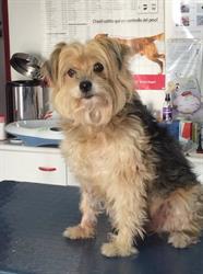Ambulatorio Veterinario Tommasi