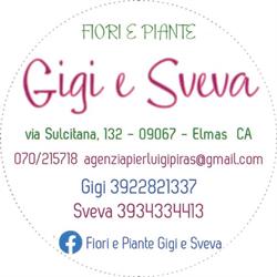 Fiori e Piante