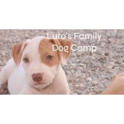 Pensione per Animali Luro'S Family Dog Camp