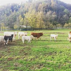 Azienda Agricola Scappazzoni - Sarzana