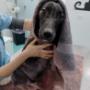Toelettatura cani