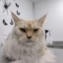 Toelettatura gatti
