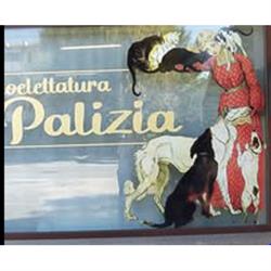 Palizia Toelettatura Cani e Gatti