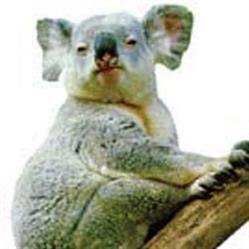 Koala distribuzione libri di Paola Salvioli