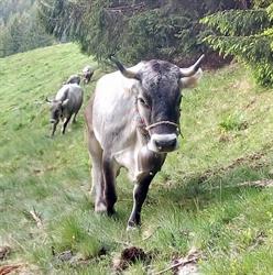 Società Agricola Grigio Alpina Azienda Agricola Gusmeroli
