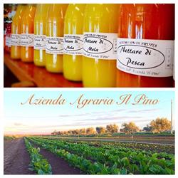 Azienda Agraria Il Pino