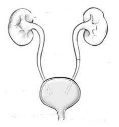 Andrologia Urologia