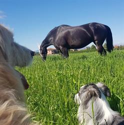 Garden Horses ASD