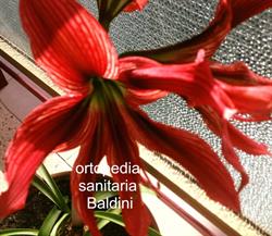 Ortopedia Sanitaria Baldini