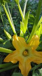 Antichi Sapori - Agriturismo e Azienda agricola biologica