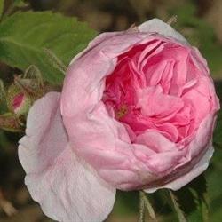 Roseto della Sorpresa