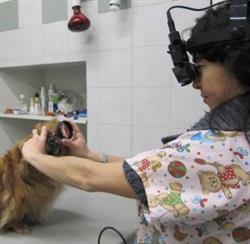Ambulatorio Veterinario Canonica