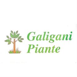 Galigani piante
