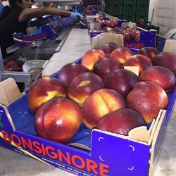 Impresa e Commercio Bonsignore Giuseppe