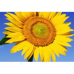 Il Girasole B & B