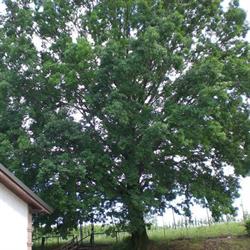 La Grande Quercia
