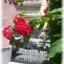 parcheggio con rose