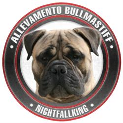 Allevamento Bullmastiff Nightfallking