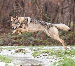 Cane lupo cecoslovacco - Allevamento Foresta Incantata di Pecharova' Andrea