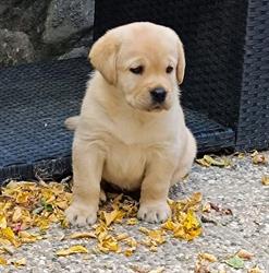 Allevamento Professionale MyLabrador
