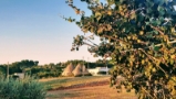 Agriturismo Puglia Italy