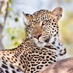 DESTINAZIONE AFRICA