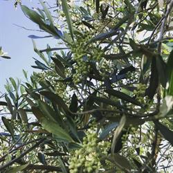 Azienda agricola Faggeto
