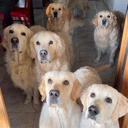Allevamento Amatoriale Doublechocolate Golden Retriever