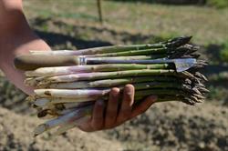 Azienda Agricola Bechis