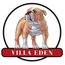 Allevamento Bulldog Villa Eden