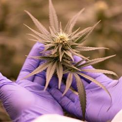 Theridea - Cannabis Shop - Marijuana Legale