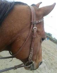 Smarty ranch