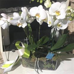 Fiori Juna di La duca