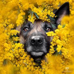 Alessia Monaco Pet Photography