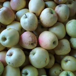Fumagalli frutta