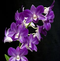 Smacchiatoria L'orchidea
