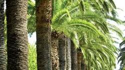 Bagni le Palme
