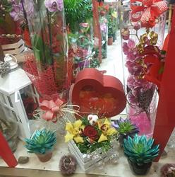 Piante e Fiori D'Agostino