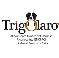 Allevamento Bovaro del Bernese - TRIGOLARO KENNEL