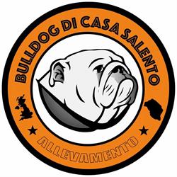 Bulldog di Casa Salento