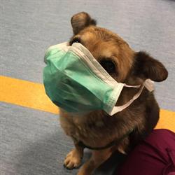 Ambulatorio Veterinario Davo Zanetti