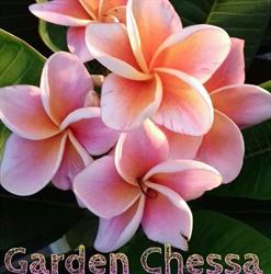 Garden Chessa