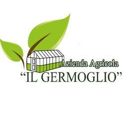 Il Germoglio di Basili
