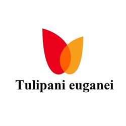 Tulipani Euganei