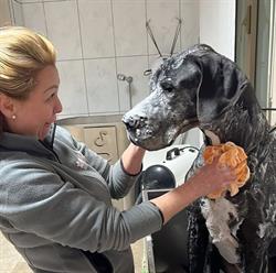 Chic Dog Vasto