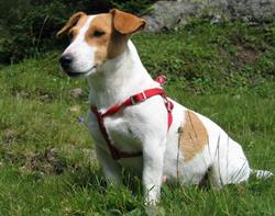 Scuderia del Mare - Jack Russell Terrier