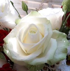 La Rosa Bianca di Roberta Forasacco